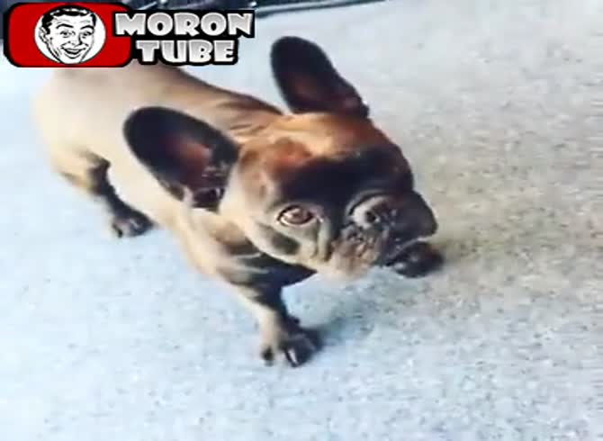 Video :The first time a dog finds fermented herring